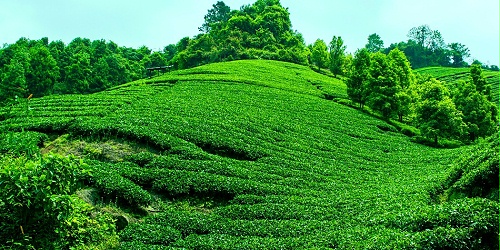安吉茶山灌溉项目-PE灌溉管